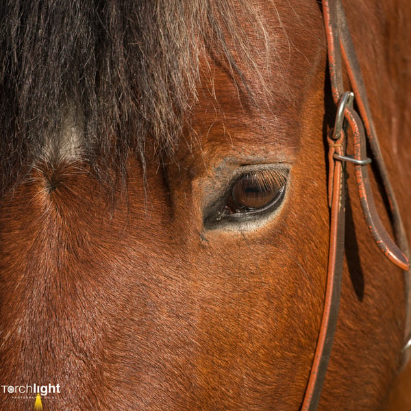 Kaimanawa Horses, photo 1
