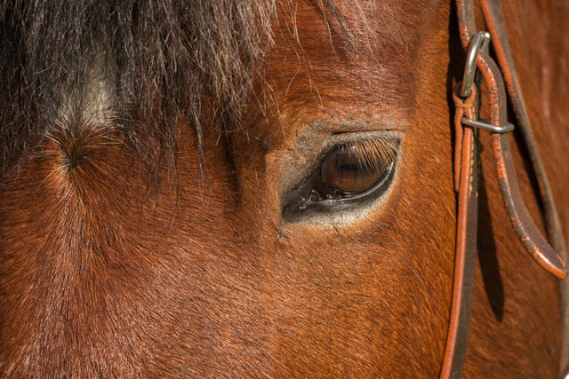 Kaimanawa Horses