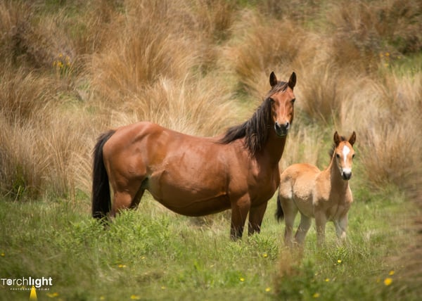 Kaimanawa Horses, photo 25