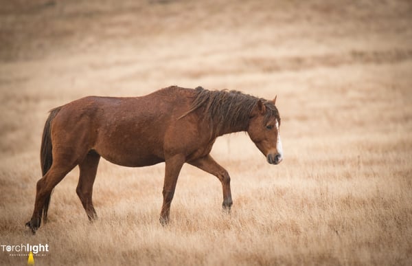 Kaimanawa Horses, photo 8