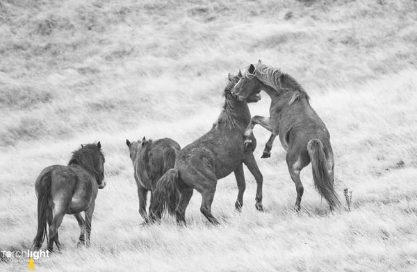 Kaimanawa Horses, photo 10