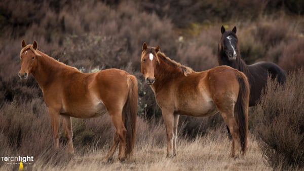 Kaimanawa Horses, photo 5