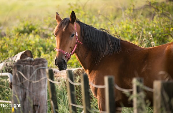 Kaimanawa Horses, photo 16