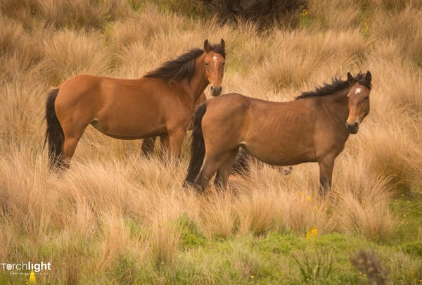 Kaimanawa Horses, photo 12