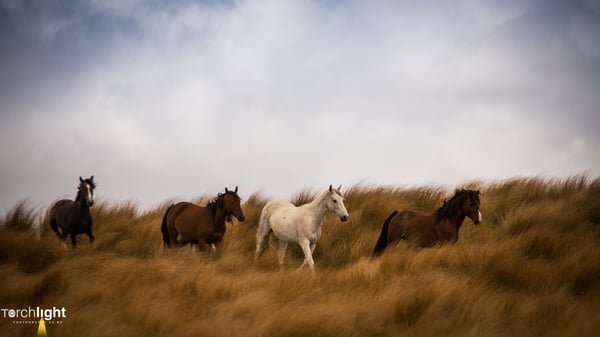 Kaimanawa Horses, photo 21