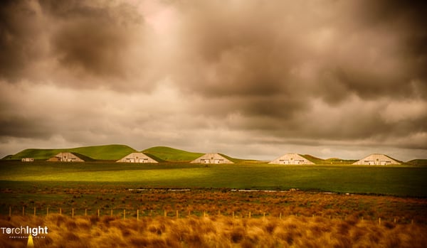 Kaimanawa Horses, photo 19