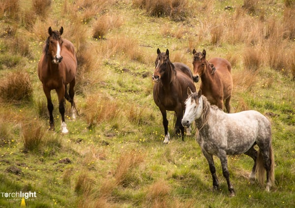 Kaimanawa Horses, photo 11