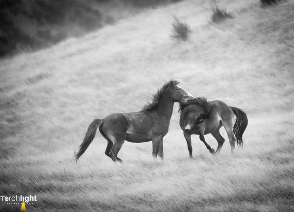 Kaimanawa Horses, photo 9