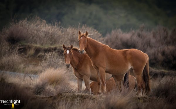 Kaimanawa Horses, photo 6