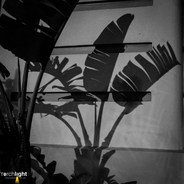 Auckland, photo 16