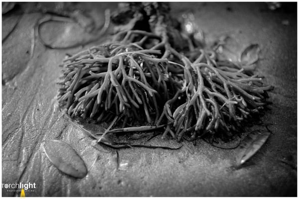 Auckland, photo 13