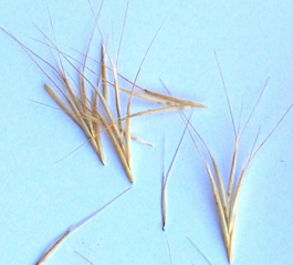 <who> Spear grass is commonly found in the Okanagan.
