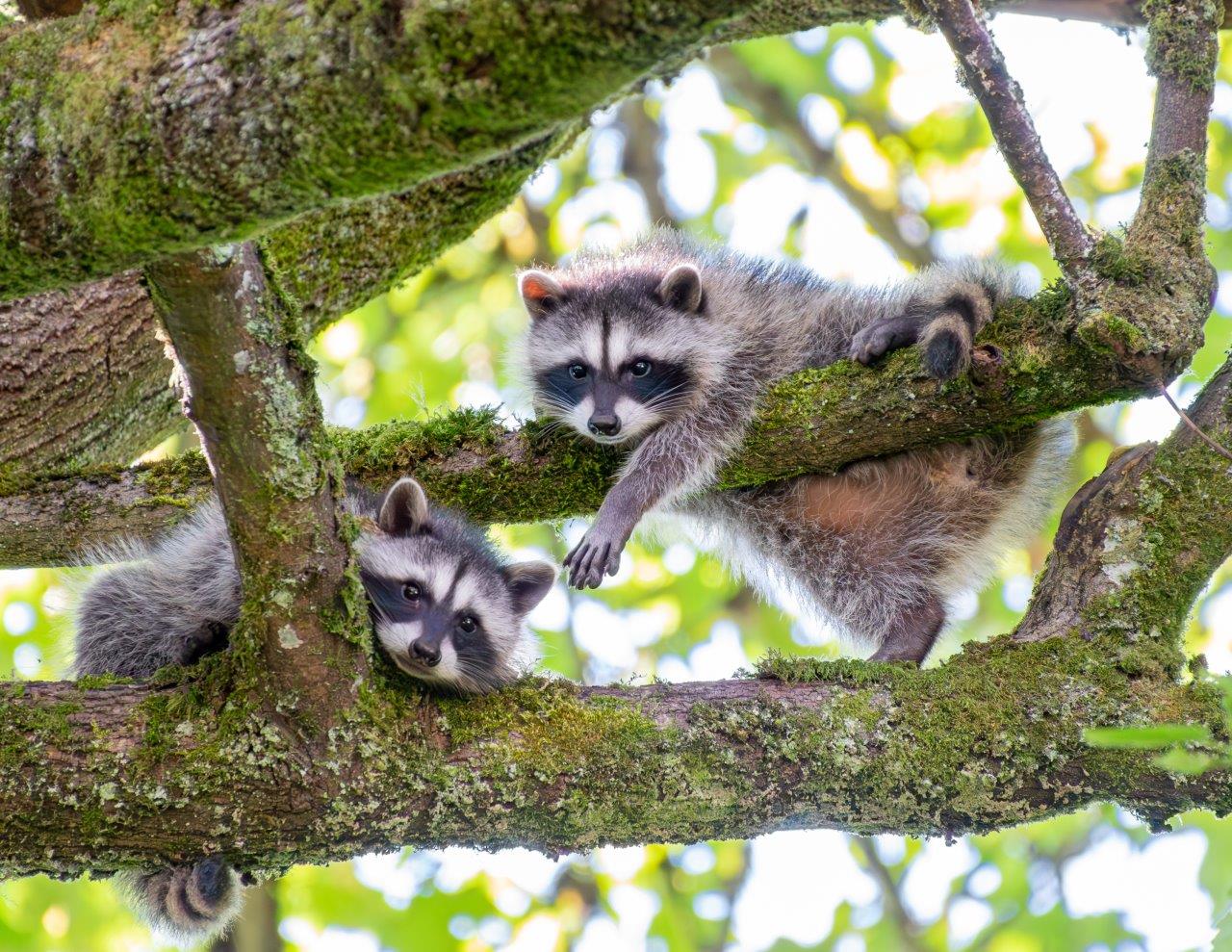 Wildlife in focus: Amateur photographers invited to enter 16th annual contest 