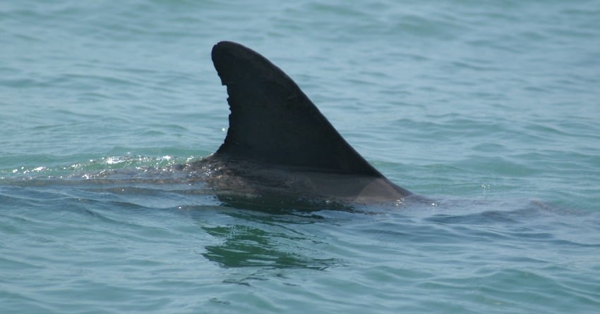 <who>Photo credit: Chicago Zoological Society's Sarasota Dolphin Research Program</who>Dolphin seen alive in March 2007.