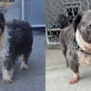 ‘More common than you’d realize’: BC SPCA caring for dog in poor health after owner’s death