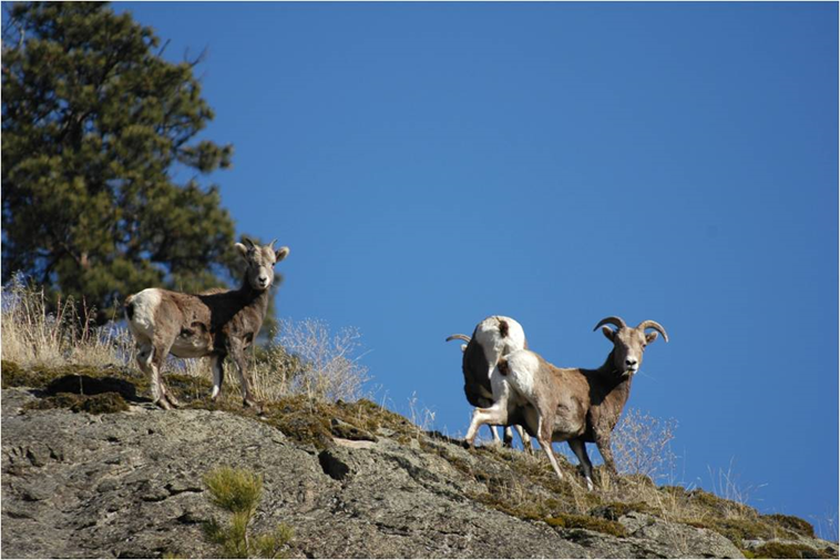 </who>Photo credit: McTaggart-Cowan/nsək’ɬniw’t Wildlife Management Area