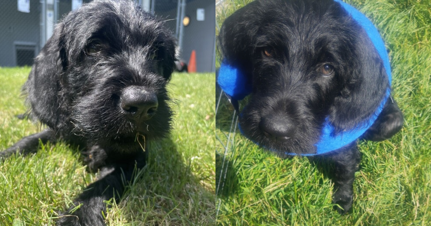 Furever Home Finder: Lulu
