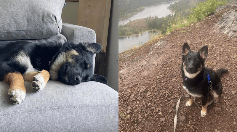 Furever Home Finder: Marnie