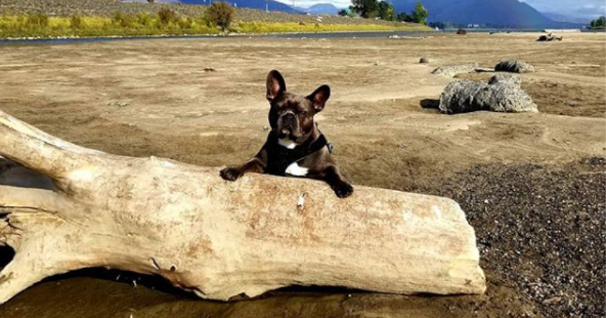 PHOTOS: Woof Wednesday in Kamloops Vol.31