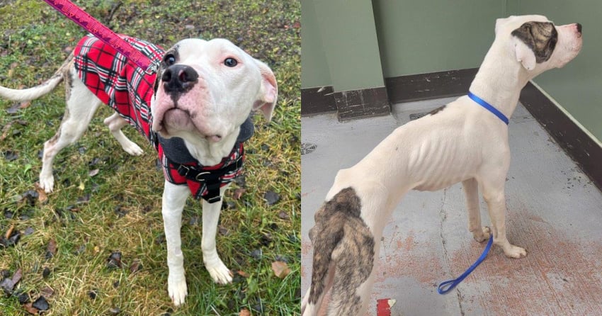 ‘Extremely starved’: Gentle giant who loves people starting to recover in BC SPCA care