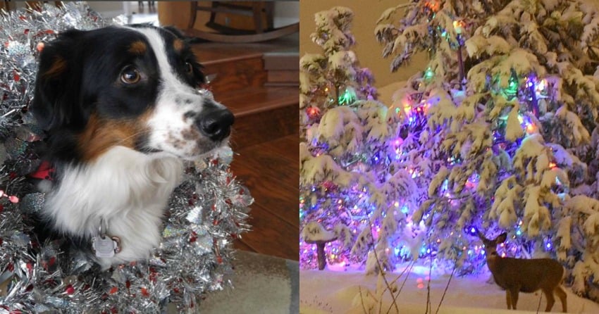 PHOTOS: Kelowna gets ready for Christmas