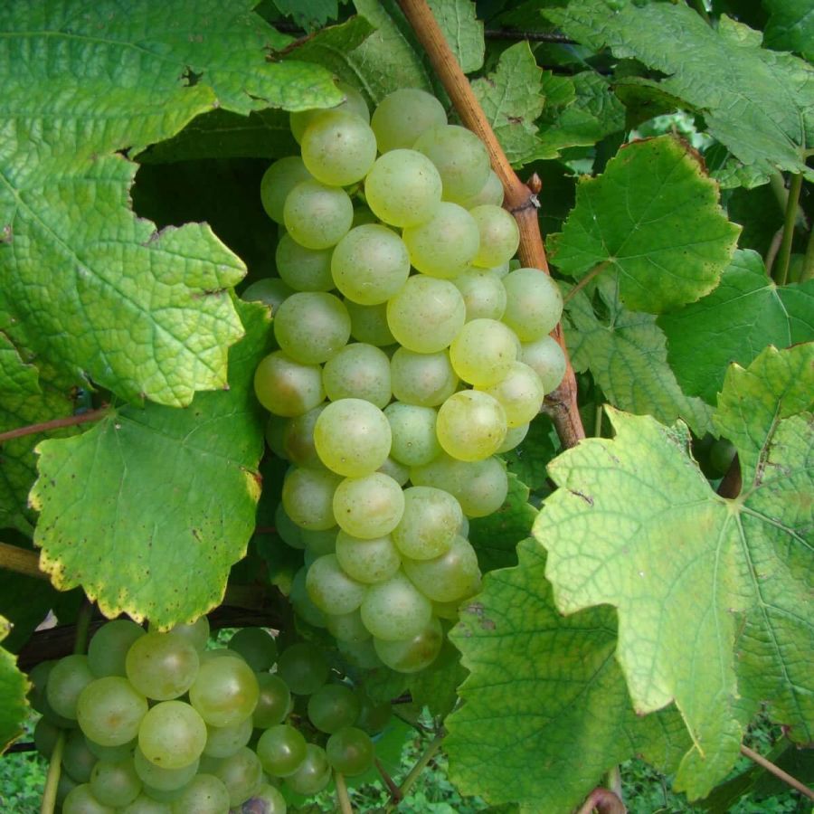 </who>Chardonnay grapes are one of the first varieties to be harvested in BC, especially if they are to be used to make sparkling wine.