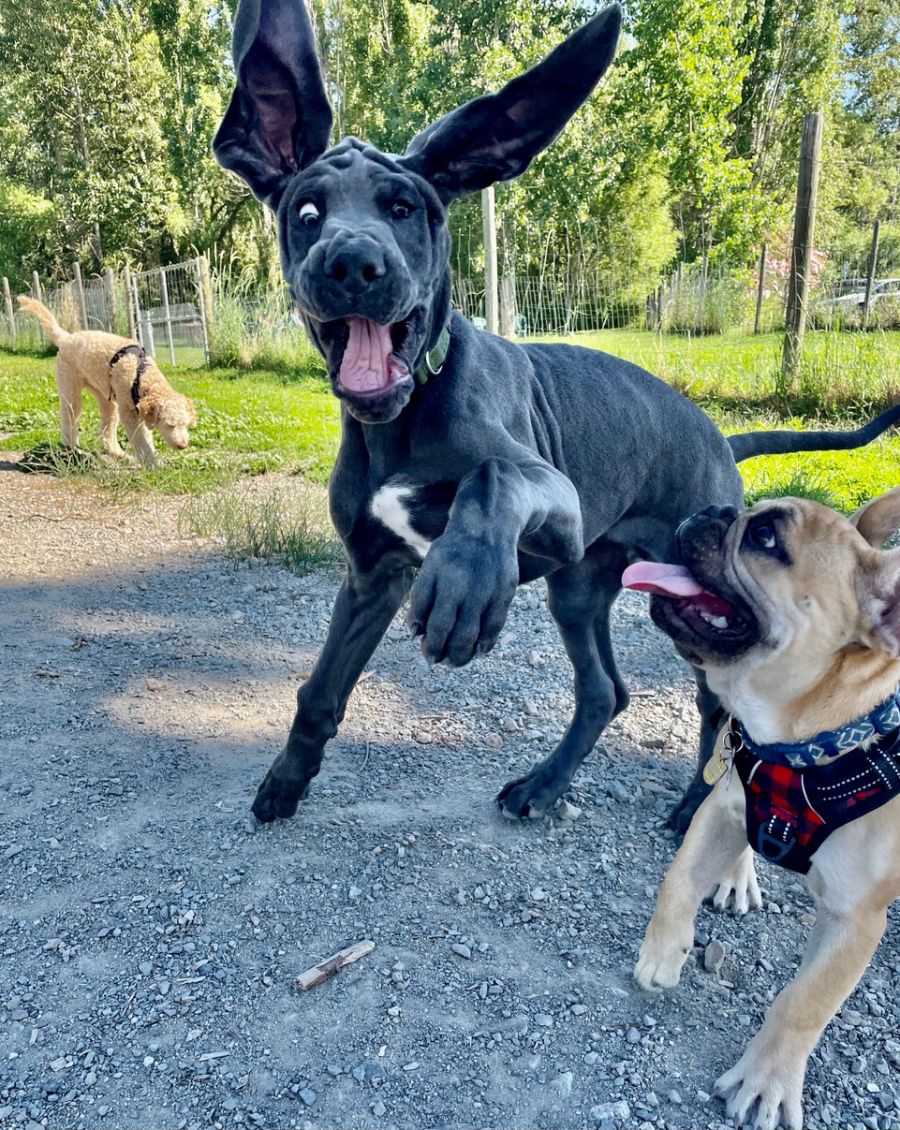 <who> Toby and Hank having fun </who>
