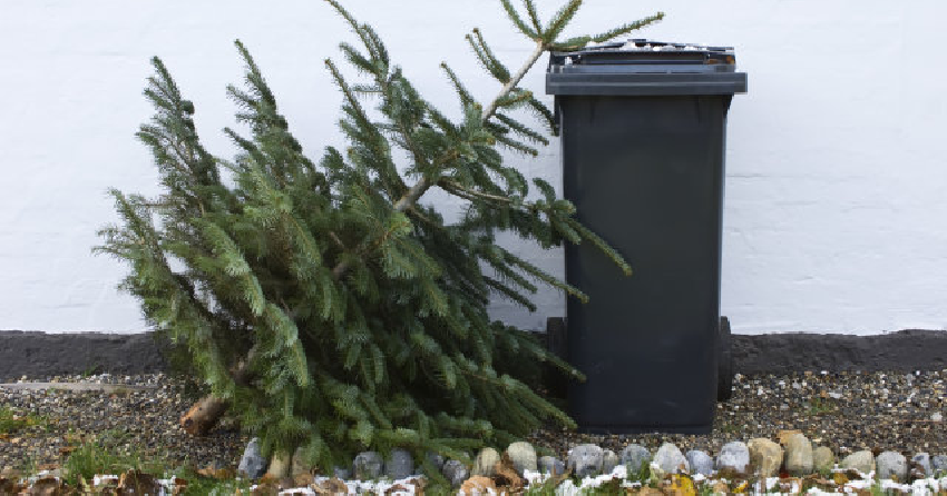 </who>To make sure your discarded Christmas tree is chipped for use in compost, deliver it to one of the Central Okanagan Regional District's five designated drop-off points.