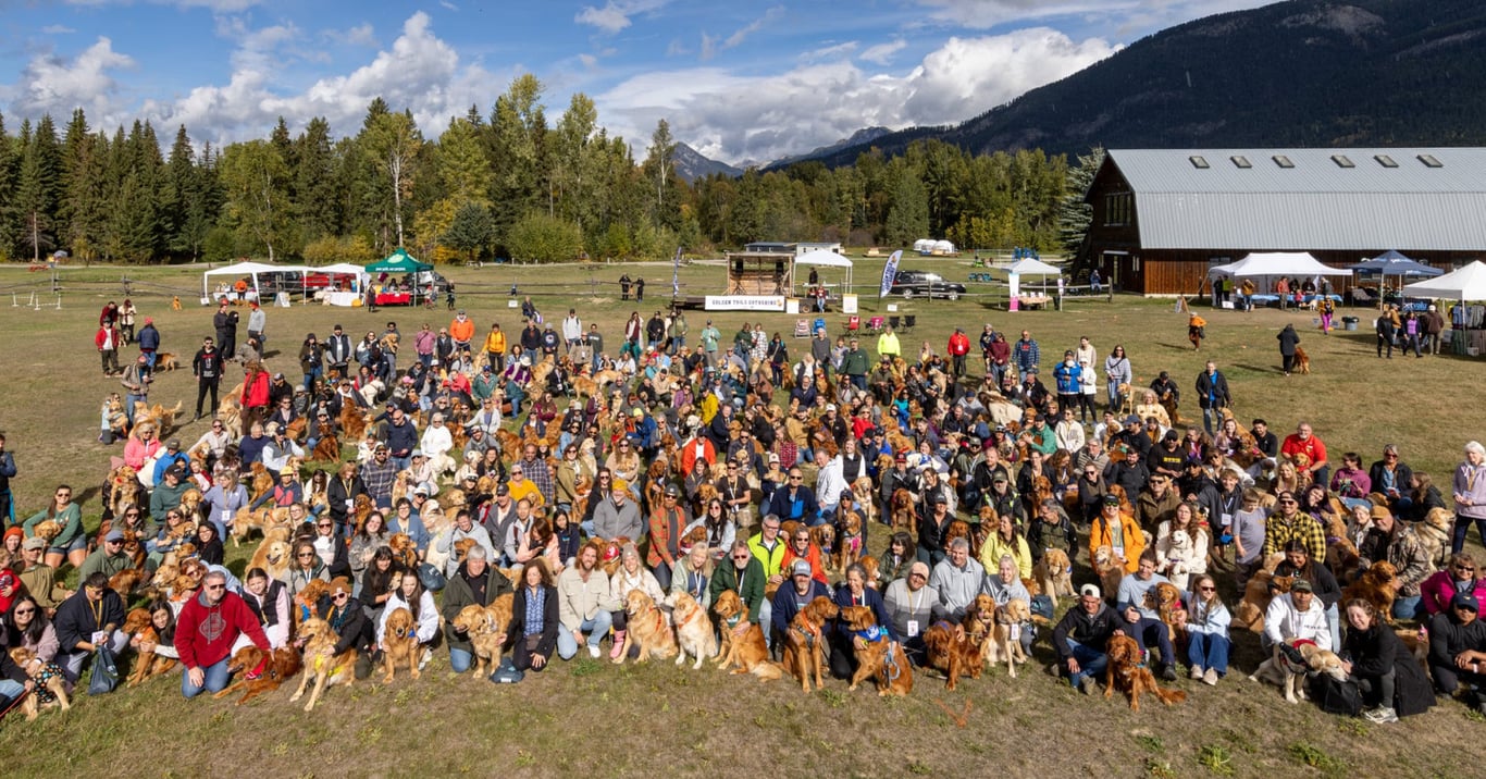 First-ever golden retriever event in Golden, BC, attracts hundreds of ...