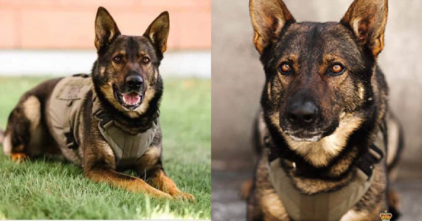 RCMP, community pay tribute to police dog killed in the line of duty in ...