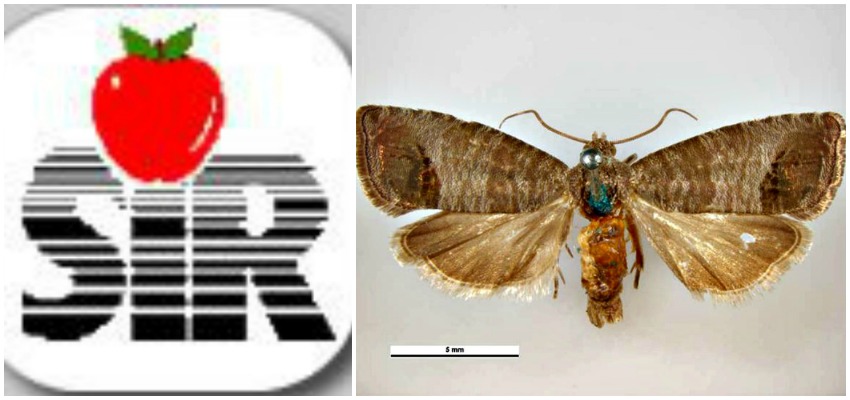 Okanagan Insect Program is Attracting Global Attention!