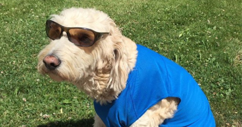 PHOTOS: Woof Wednesday in Kamloops Vol.19