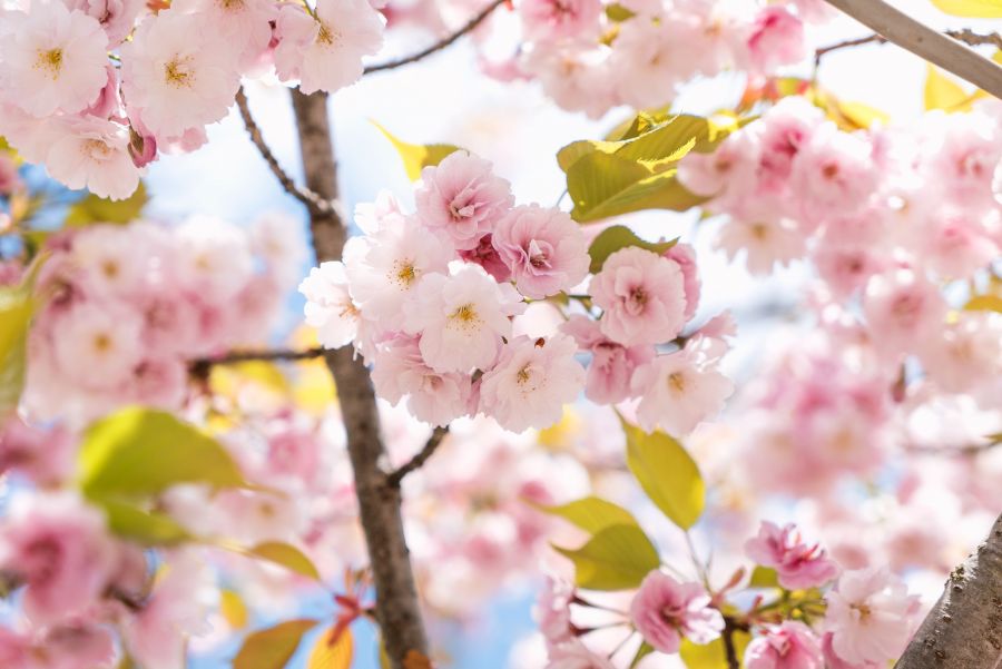 </who>The blossoms on fruit trees aren't out yet in the Thompson Okanagan, but will be soon now that spring is here.