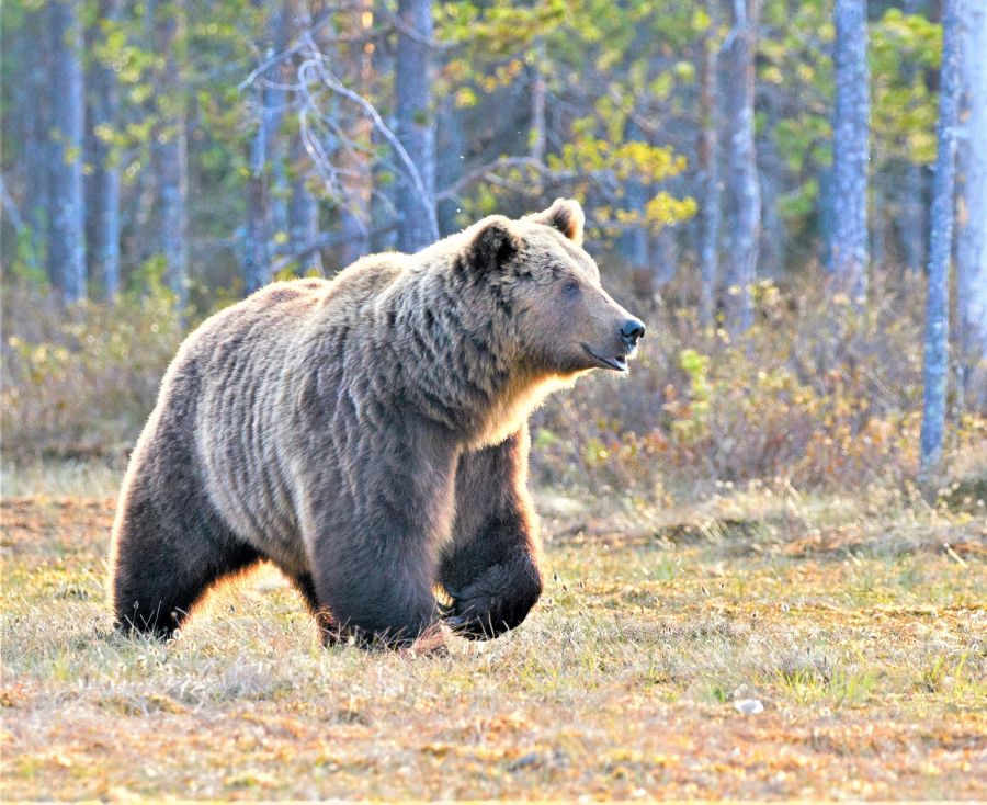 </who>Grizzly bears are native to northwestern North America.