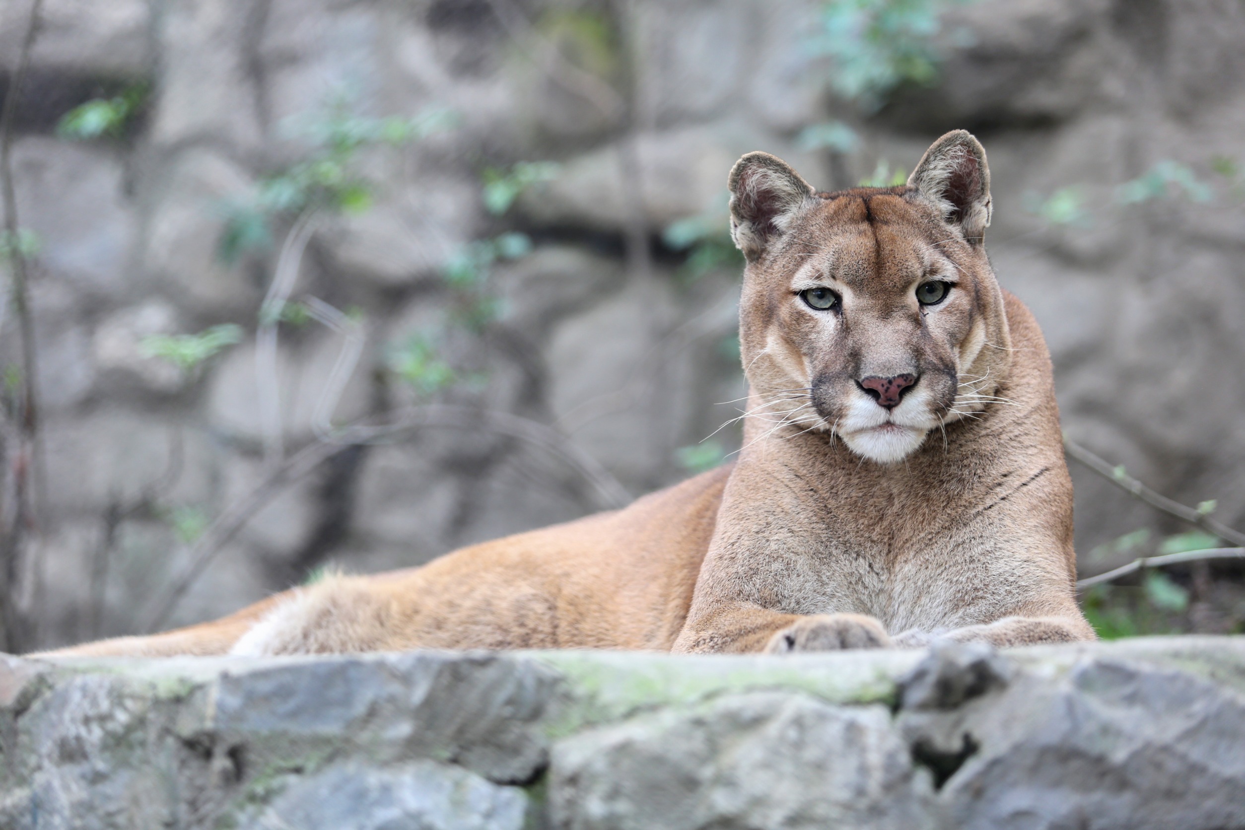 Saanich Police officer encounters cougar in Gordon Head while responding to call 