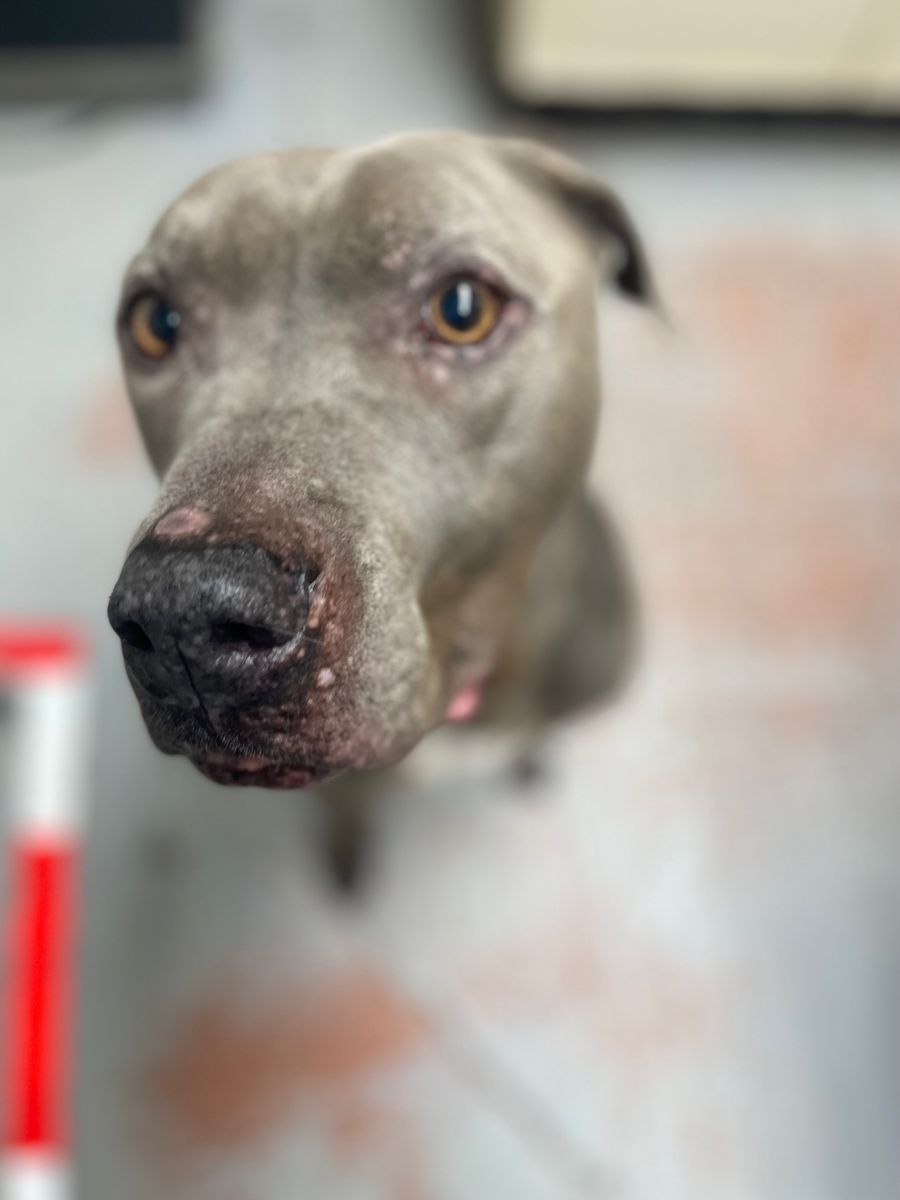 Sick dog found tied to railing in Prince George will soon be up for ...