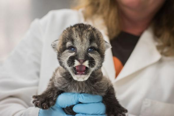 <who> Photo Credit: Oregon Zoo. </who>