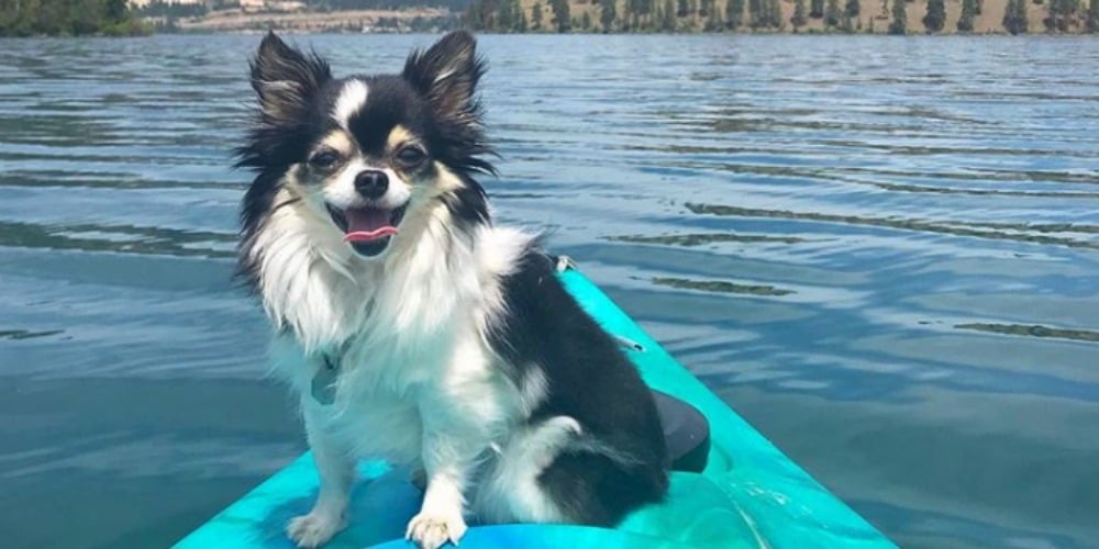 PHOTOS: Woof Wednesday Vol.26