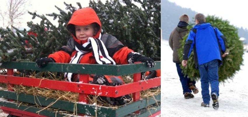 Busiest year ever for Kelowna Christmas tree farm