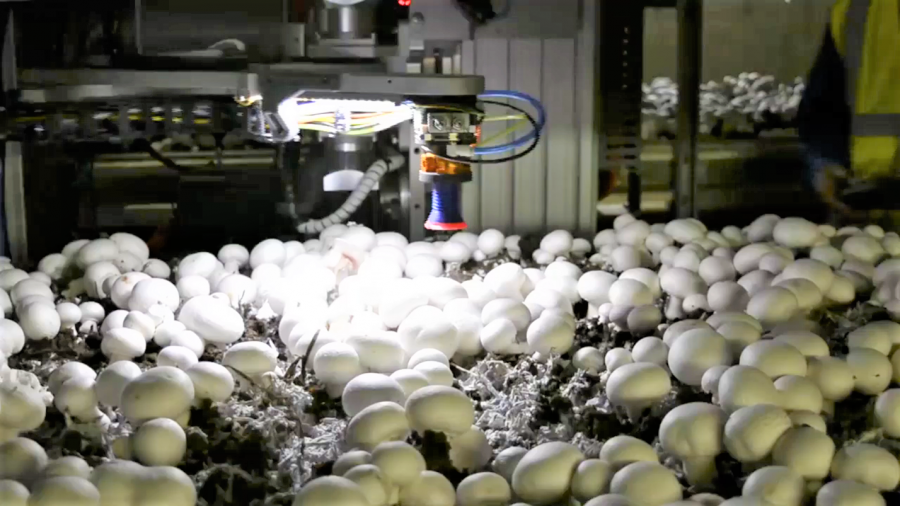 </who>TechBrew Robotics of Salmon Arm has developed a robot that can pick, trim and package mushrooms.