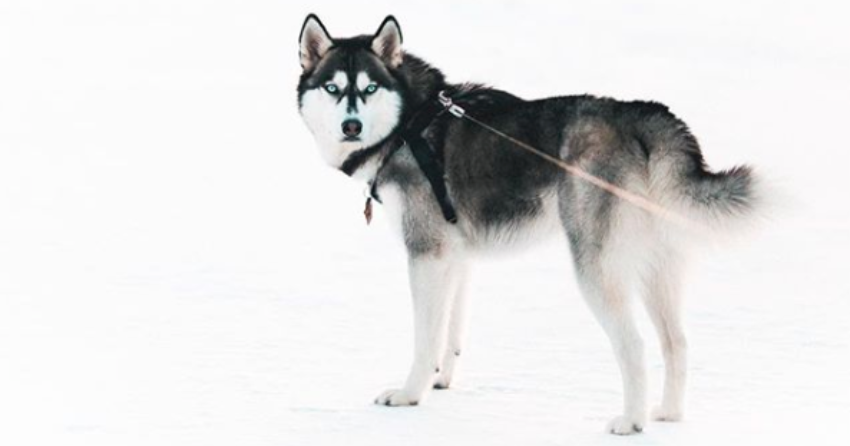 PHOTOS: Your Wednesday Woof