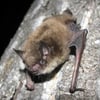 'Rabies risk is real': Potential exposures to viral disease surging across BC