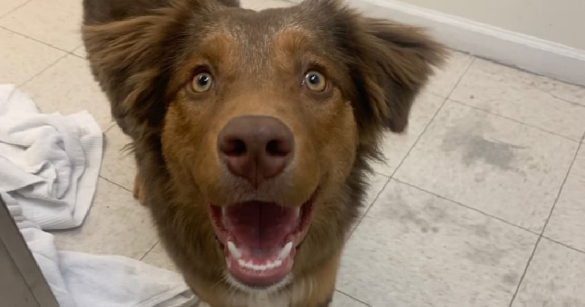 Furever Home Finder: Sunshine