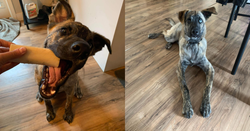 Furever Home Finder: Tax