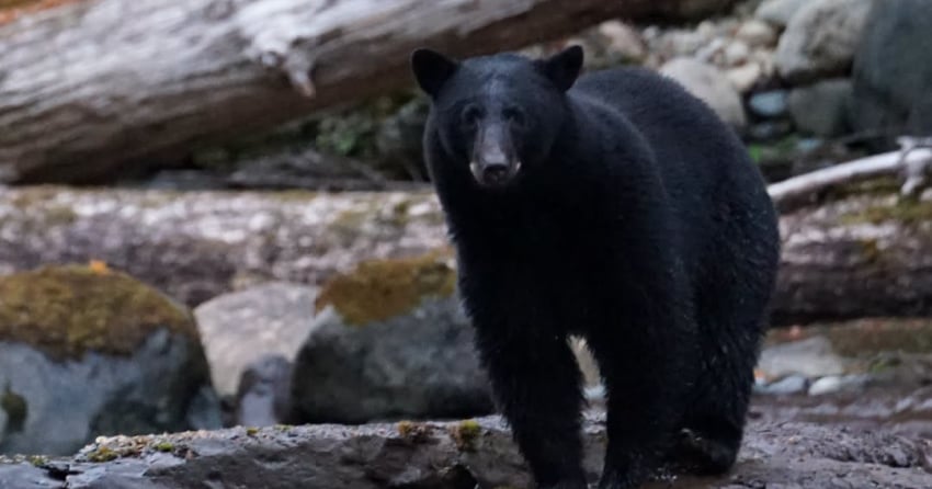 What to know as you head outdoors while bears enter their hyperphagia phase