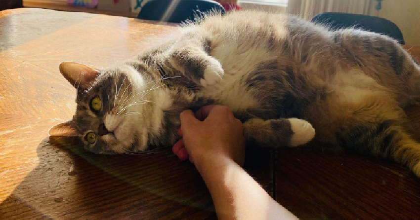 US family searching in BC for cat that jumped out of car during Florida-to-Alaska drive