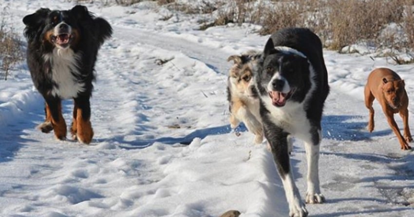 PHOTOS: Woof Wednesday Vol.4
