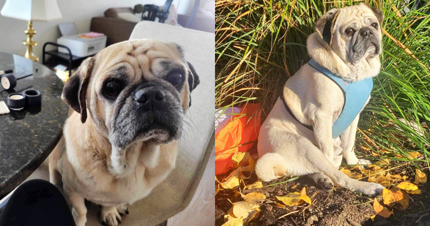 Furever Home Finder: Major Brisket