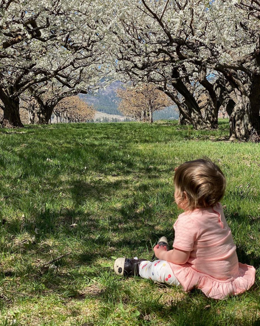 </who>People of all ages admire the Okanagan's spring display of blossoms.