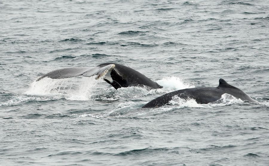 <who>Photo Credit: Getty Images</who>2 humpback whales spotted near Sydney, Australia.